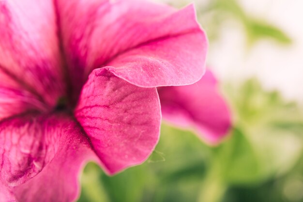 紫色の花びらのクローズアップ