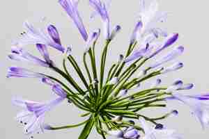 Free photo close up of a purple flower