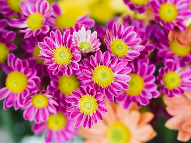 Close up of purple flowers