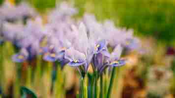 Foto gratuita primo piano del fiore viola dell'iride nel giardino