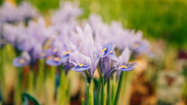 庭の紫色のアイリスの花のクローズアップ