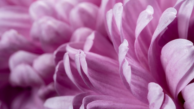 Free photo close-up purple petals