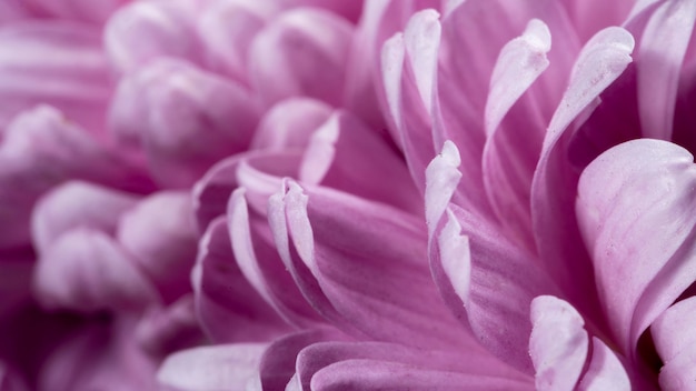 Close-up purple petals