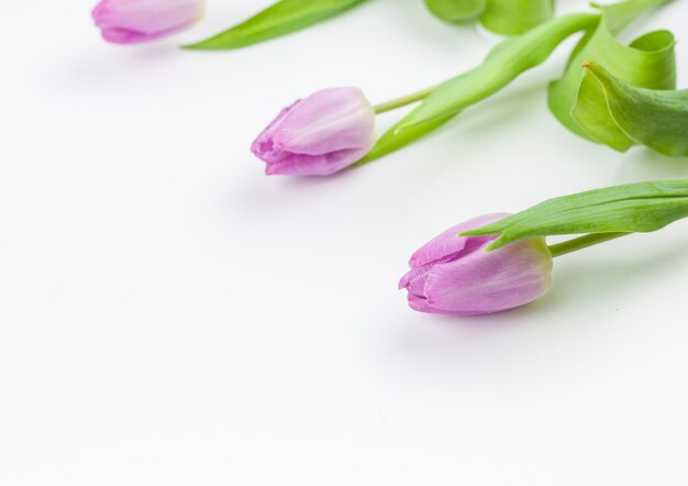 Close-up of a purple tulip flower on plain backdrop