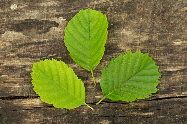 Close-up pyramid leaves on wooden background