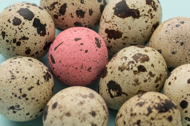 Close-up quail egg collection