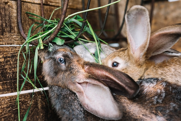 ウサギ、草を食べる、クローズアップ