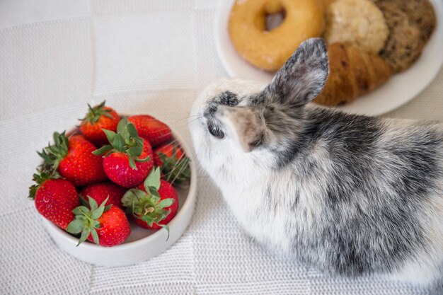 Close-up of rabbit and red strawberries