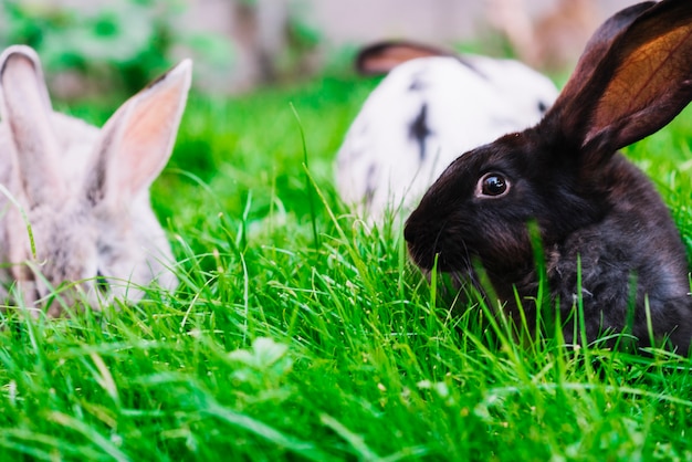 Close-up of rabbits on green grass