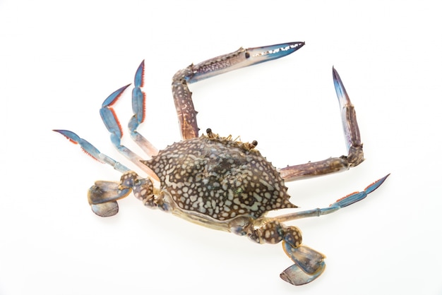 Close-up of raw crab