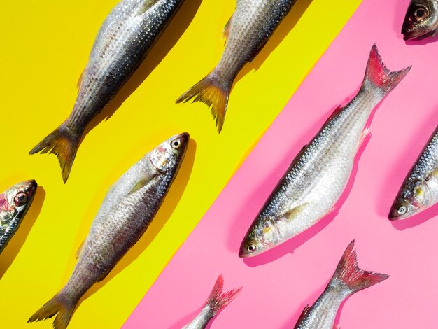 Close-up raw mackerels with gills