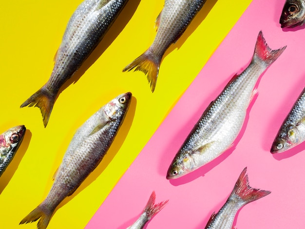 Close-up raw mackerels with gills
