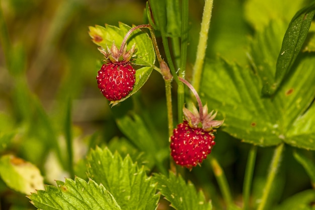 Close up of red berry fruits