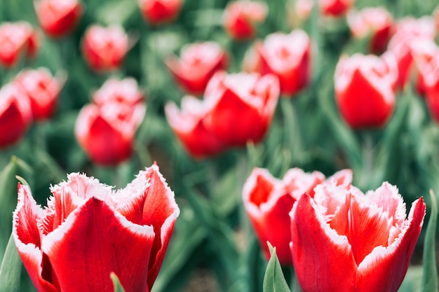 Free photo close-up of red blooming tulip flower field