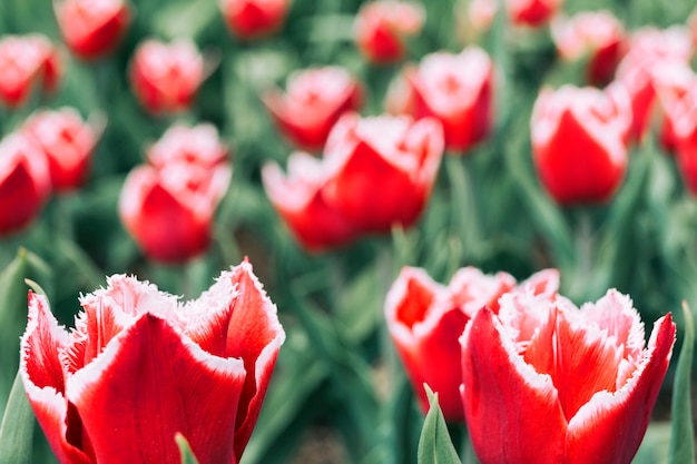 Close-up of red blooming tulip flower field