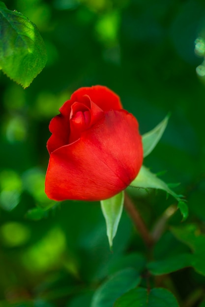 クローズアップの赤い色のバラ
