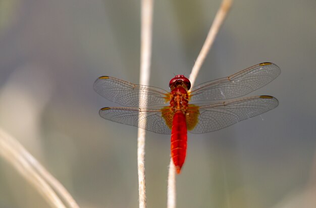 Close up of red dragonfly on plant