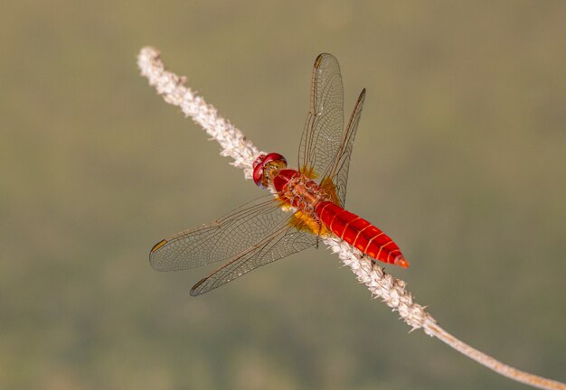 Close up of red dragonfly on plant