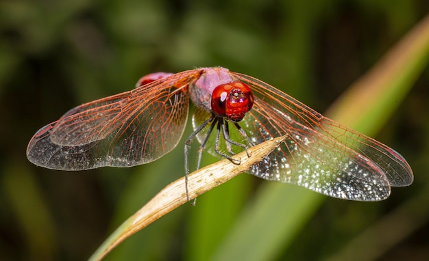 Close up of red dragonfly on plant
