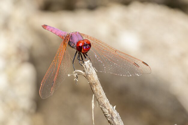 Close up of red dragonfly on plant