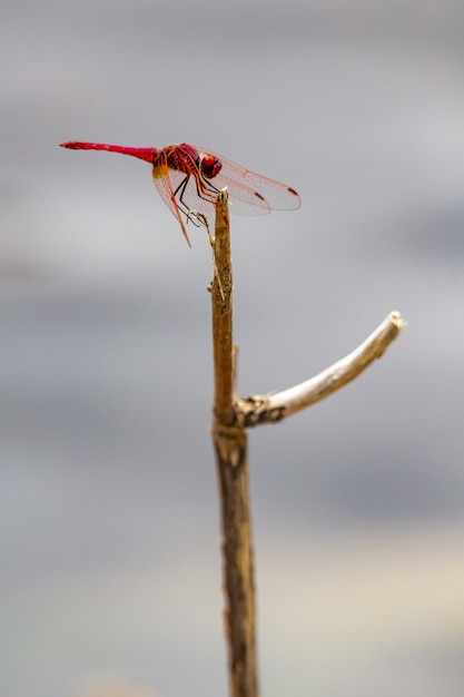 Close up of red dragonfly on plant