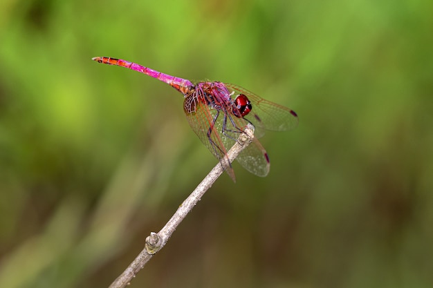 Close up of red dragonfly on plant