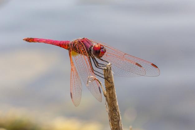 Primo piano di libellula rossa sul bastone