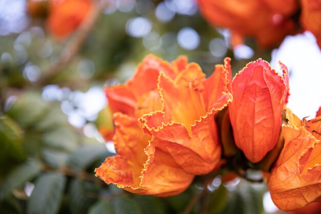 Close-up of red exotic flowers. Plants and flowers of Egypt.