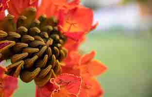 Foto gratuita primo piano di fiori esotici rossi