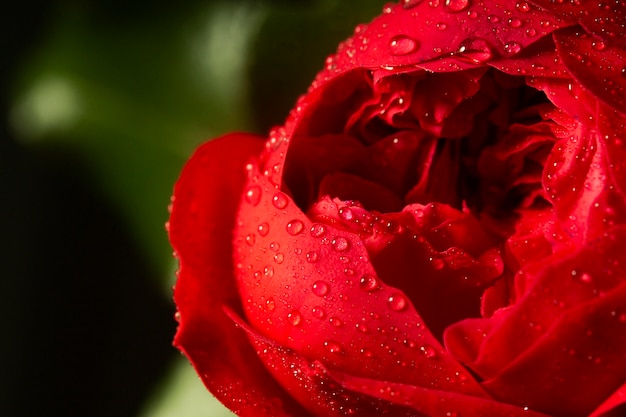 close-up red flower with water drops