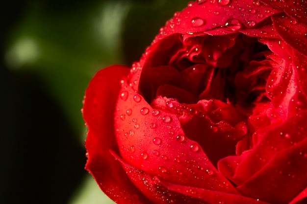 水滴と赤い花のクローズアップ