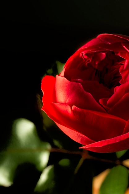 Close-up red flower