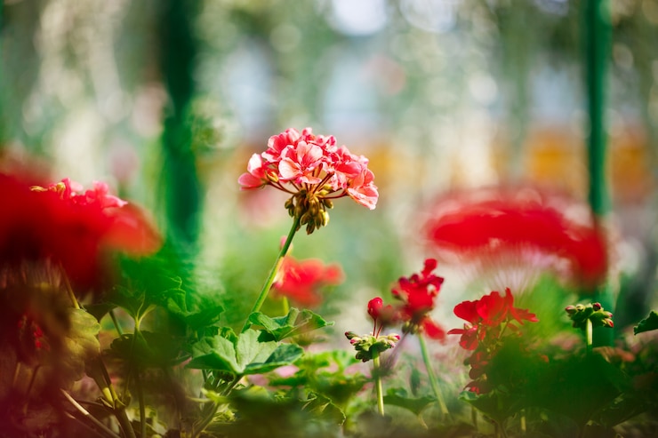 Free Photo close up of red flowers over blury