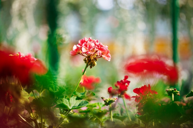 Закройте красные цветы над blury