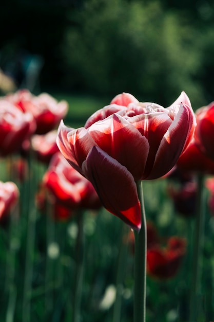 Foto gratuita primo piano dei fiori rossi che crescono nel campo