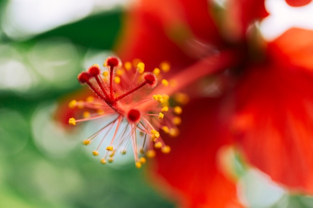 赤いハイビスカスの花のクローズアップ