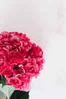 Free photo close-up of red hydrangea flower against grunge background