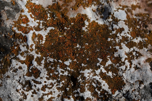 Close-up of red lichen growing on tree