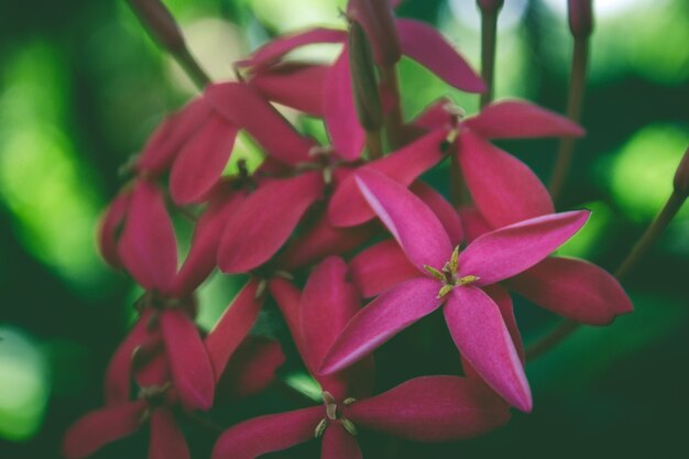 赤とピンクの花を閉じます