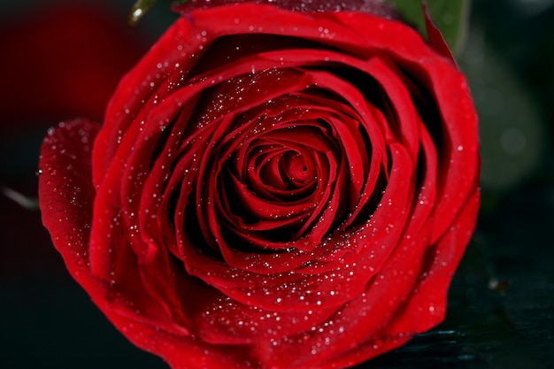 Close up of red rose blossom