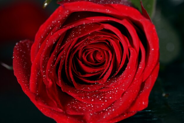 Close up of red rose blossom