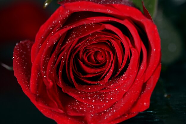 赤いバラの花のクローズアップ