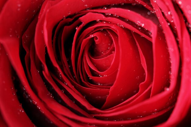 Close up of red rose blossom