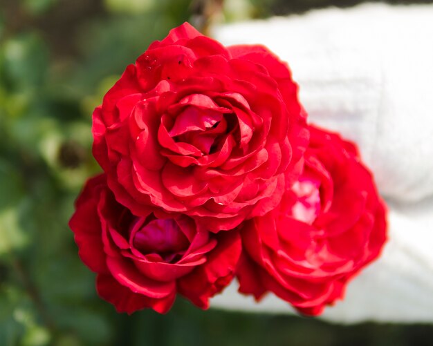 Close up of red rose bouquet