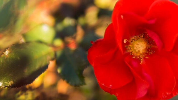 Close up of red rose flower