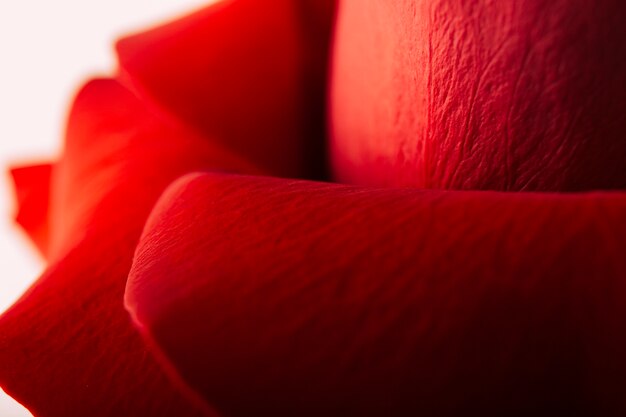 Close up of red rose petal