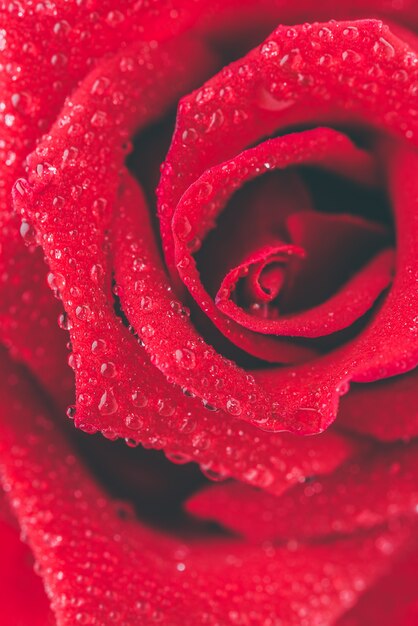 Close up red rose