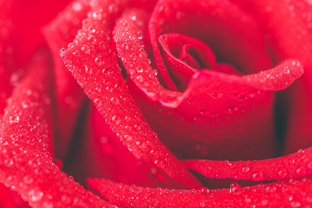 Close up red rose