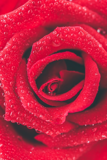 Крупным планом красная роза