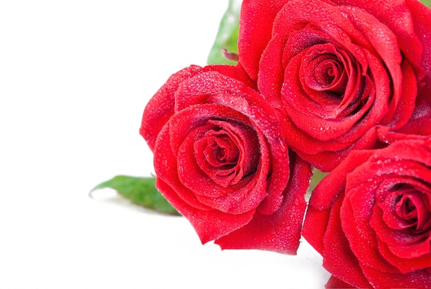 Close-up of red roses with droplets